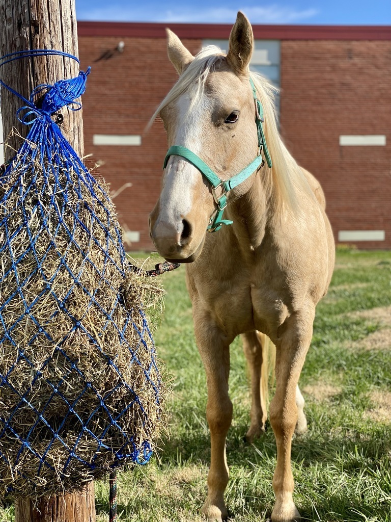 Dixie, the horse